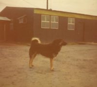 Anyone who was at Dong Tam in Summer/Fall of 1970 will remember
the dog. He spent much of the day at either the Chow Hall or the Enlisted
Mens club, then go sleep in the ATF-211 compond. The building in the 
background is the ATF-211 staff building.